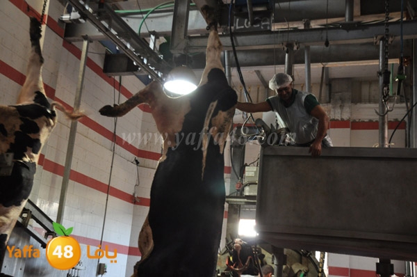 Jam3iya la7m3n (22).JPG